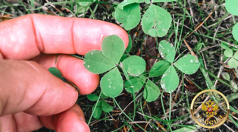 Официально подтверждённый рекорд России: коллекция четырёхлистных клеверов