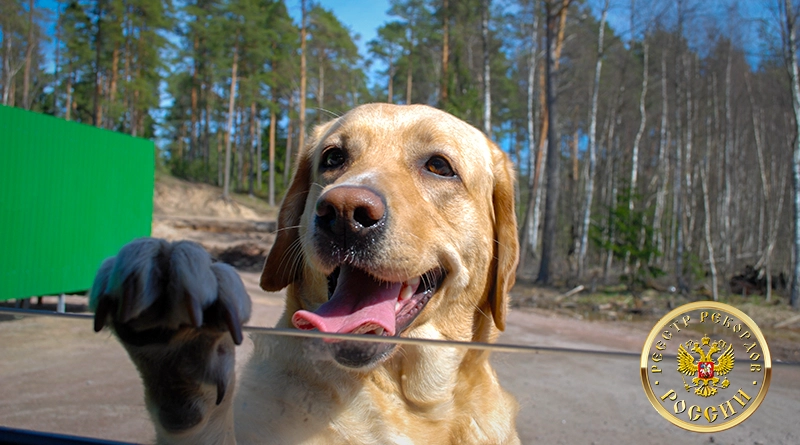 Рекорд долголетия среди лабрадоров — Агата Кристи, возраст 17 лет 169 дней