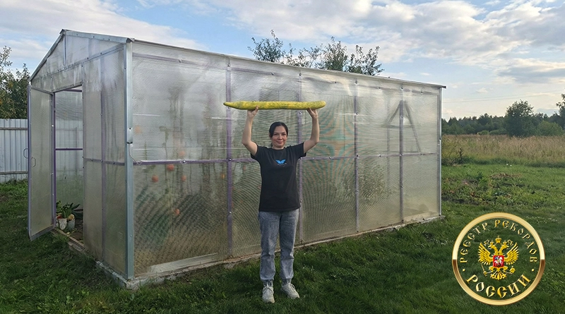 Садоводческий рекорд России — самый длинный огурец