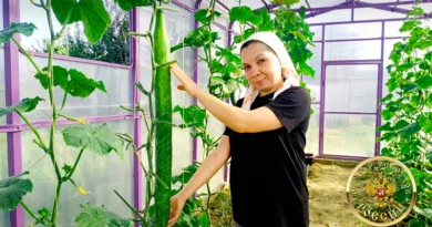 Самый длинный огурец России, выращенный в частном парнике в Татарстане