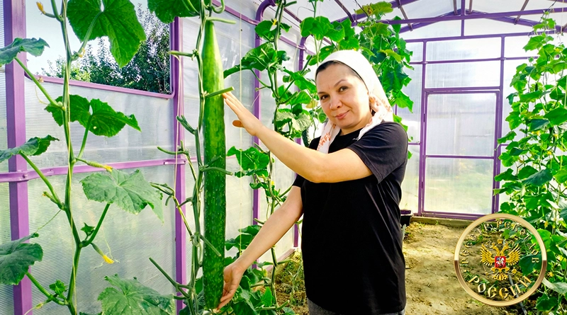 Самый длинный огурец России, выращенный в частном парнике в Татарстане