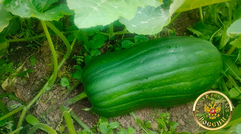 Тяжеловес среди тыкв: баттернат из Подмосковья признана рекордсменом