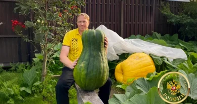 амая тяжёлая баттернат-тыква в России