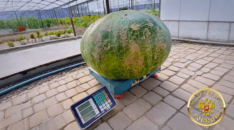 heaviest bushel gourd elena agafonova