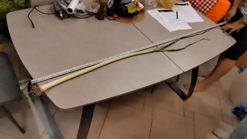 Самый длинный лук-порей