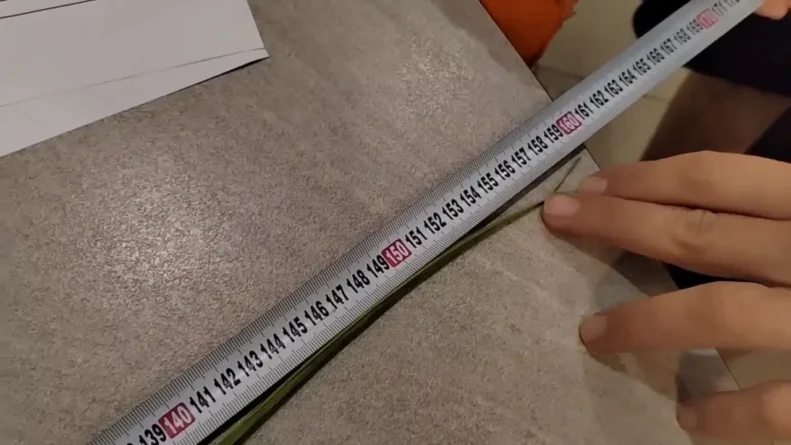 Самый длинный лук-порей