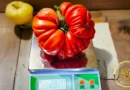 Национальный рекорд: самый тяжёлый помидор России весом 2820 граммов