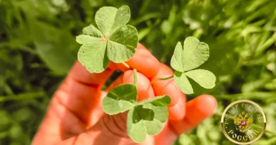 самая большая коллекция четырёхлистных клеверов в России