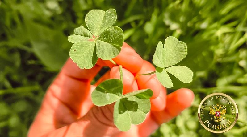 самая большая коллекция четырёхлистных клеверов в России