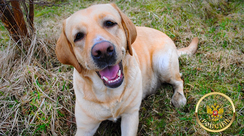 самая старая собака породы лабрадор-ретривер — Агата Кристи