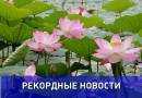 Самое северное озеро лотосов в России