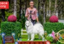 Самоед Маруся на международной выставке
