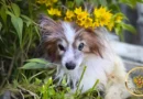 самый старый папильон в истории — Оччо из Перми