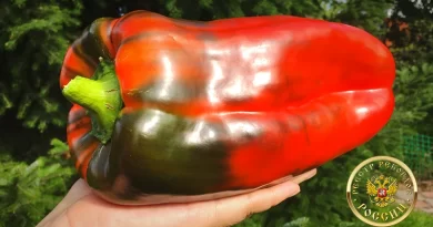 Самый тяжелый болгарский перец (bell pepper)