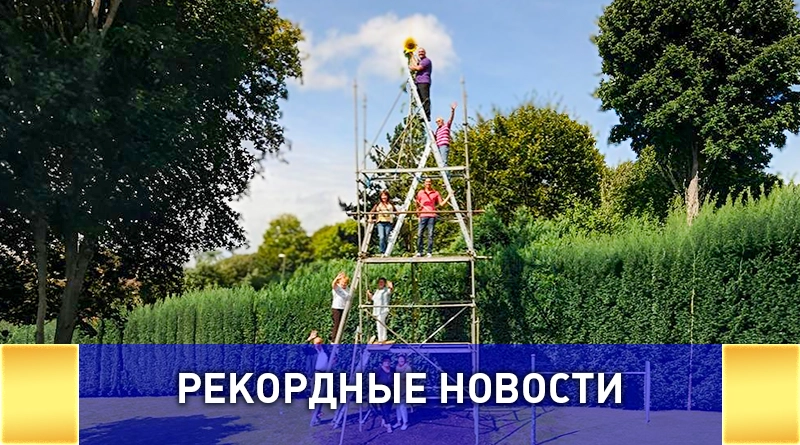 Самый высокий подсолнечник в мире — рекорд 2025 года