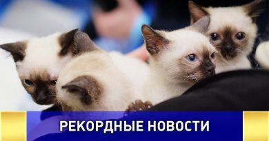 В Москве был установлен рекорд России по количеству кошек одновременно находящихся на выставке